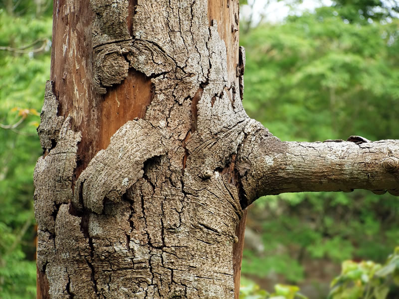 Tree Disease Management